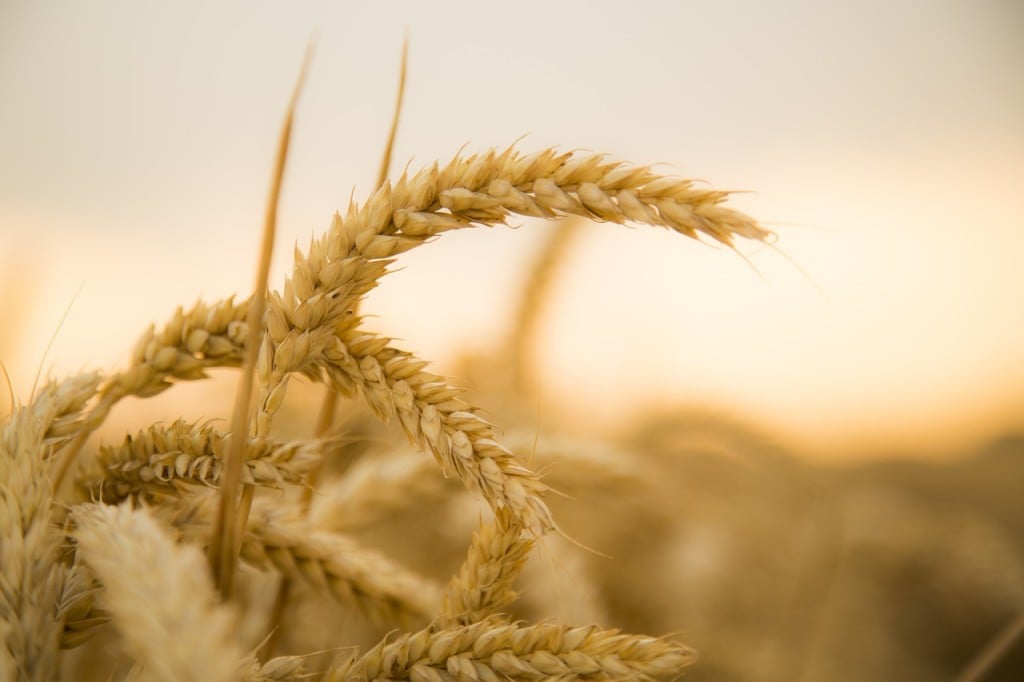 Wheat stalk with the sun shining behind it.