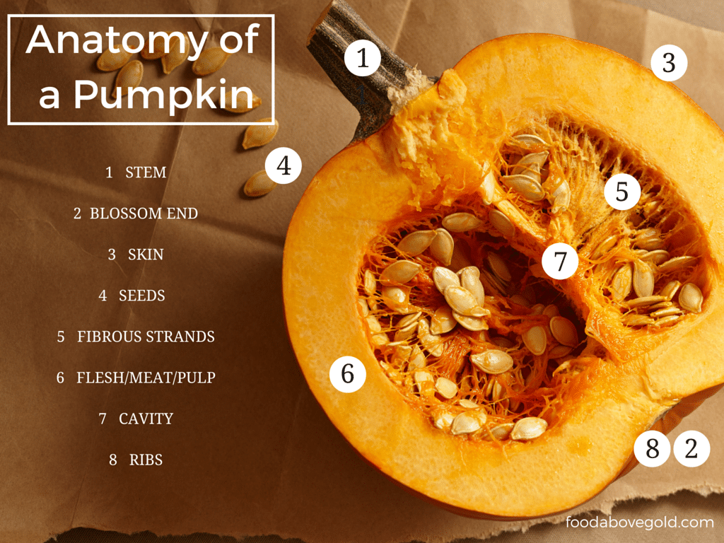 An infographic showing the anatomy of a pumpkin.