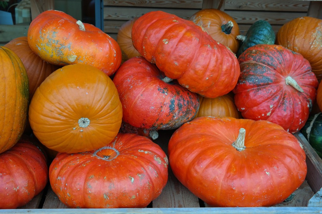 A pile of heirloom pumpkins in a wagon.