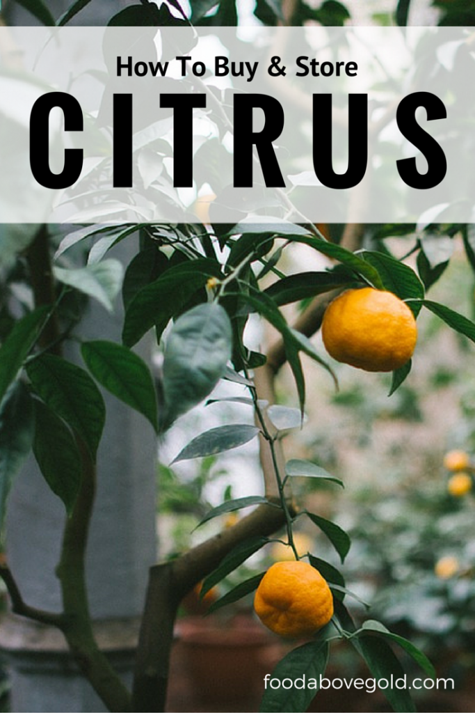 Satsumas hanging off a tree with text saying "how to buy and store citrus."