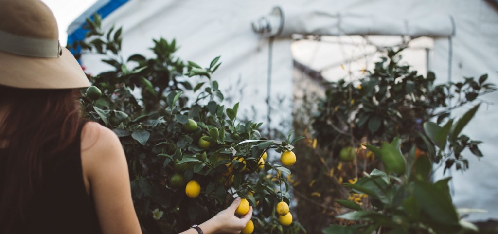 A hand grabbing a lemon off a tree.