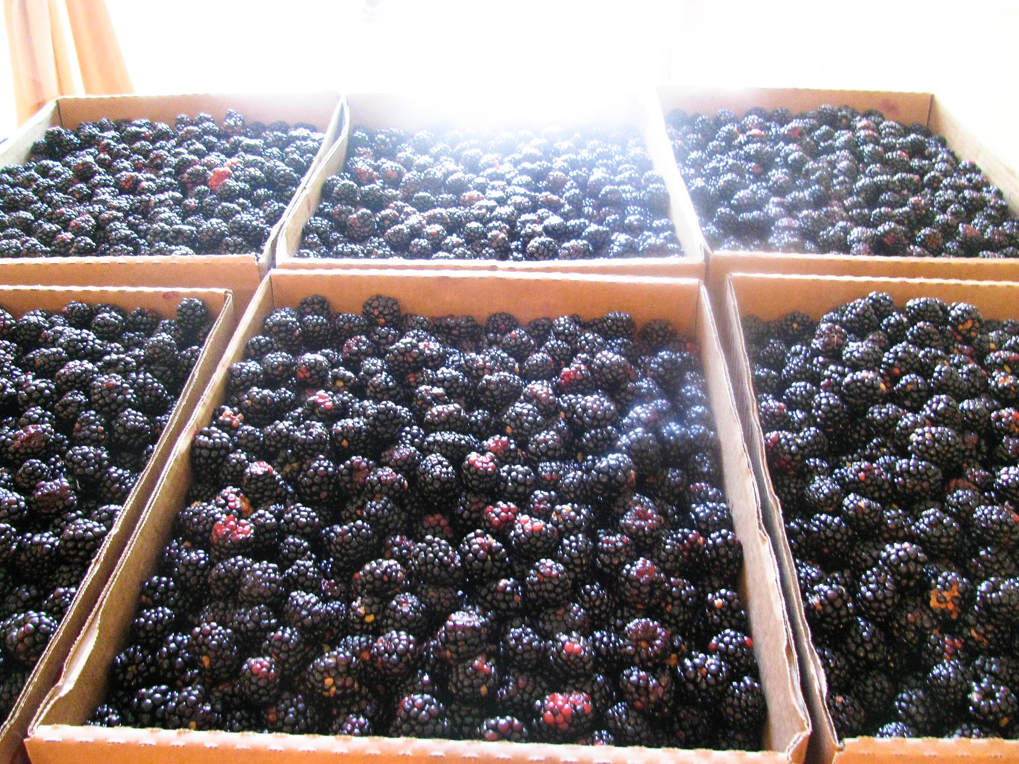 Six flats of blackberries.