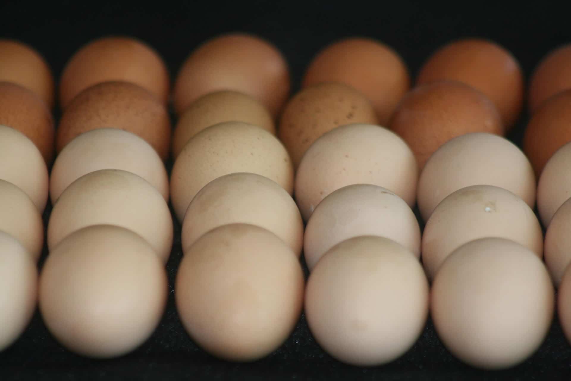 Ombre rows of farm fresh eggs going from white to brown.