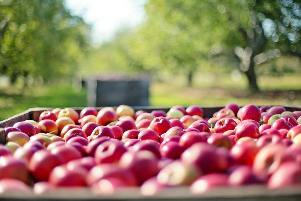 A wagon full of freshly picked apples on a farm.