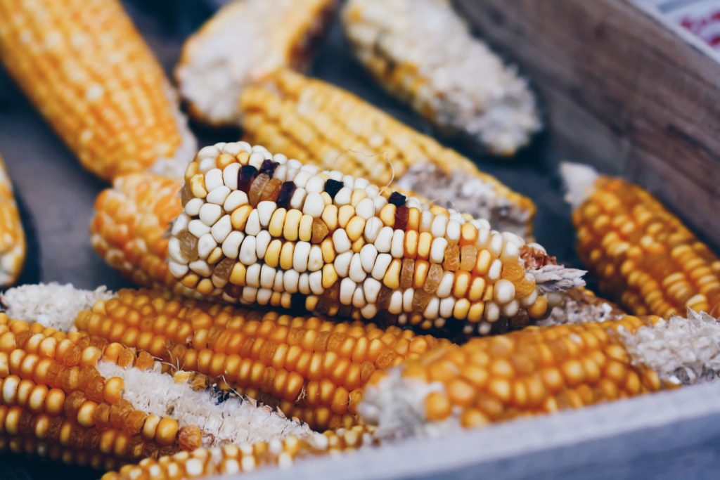 Ears of heirloom traditional corn in a box.