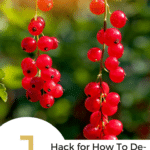 Two strings of red currants and 1 hack for how to de-stem currants quickly text