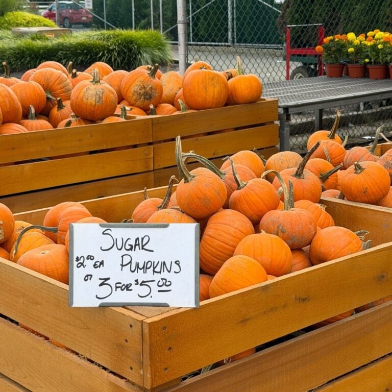 A wooden crate filled with sugar pumpkins