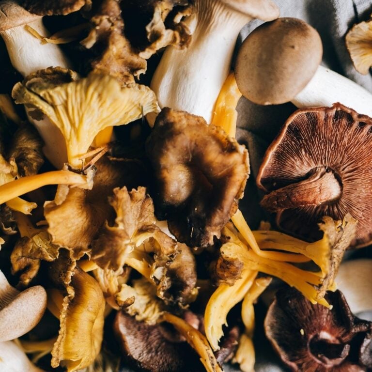 A pile of mushrooms
