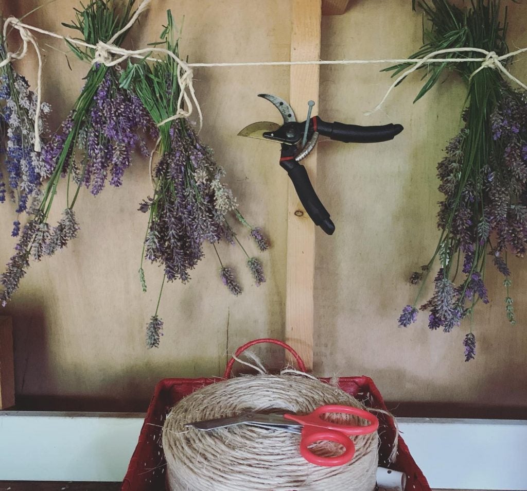 Lavender plants gathered in bunches and hung to dry for cooking.