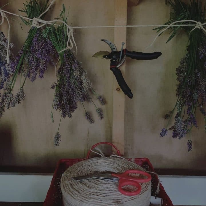 Black overlay on a picture of drying lavender hanging from twine.