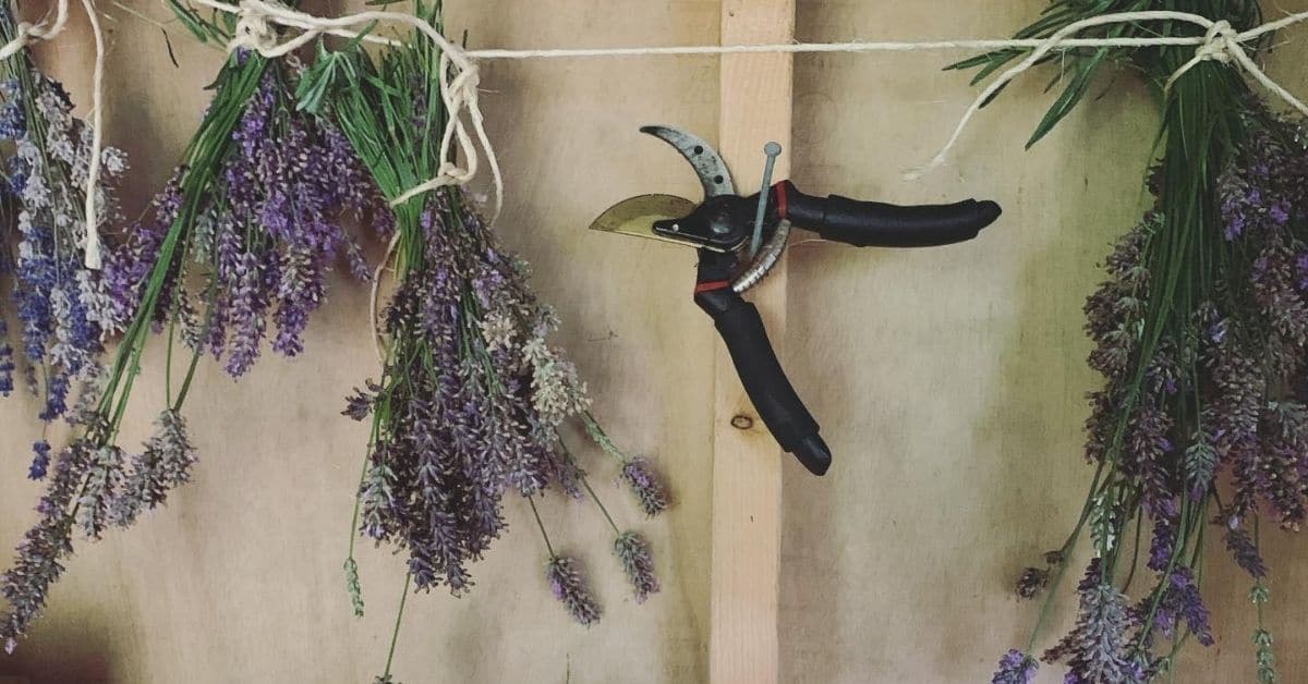 How To Dry Lavender Flowers In The Oven Best Flower Site