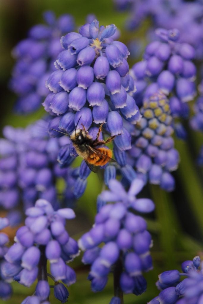 A honey bee crawling on a lavender plant.