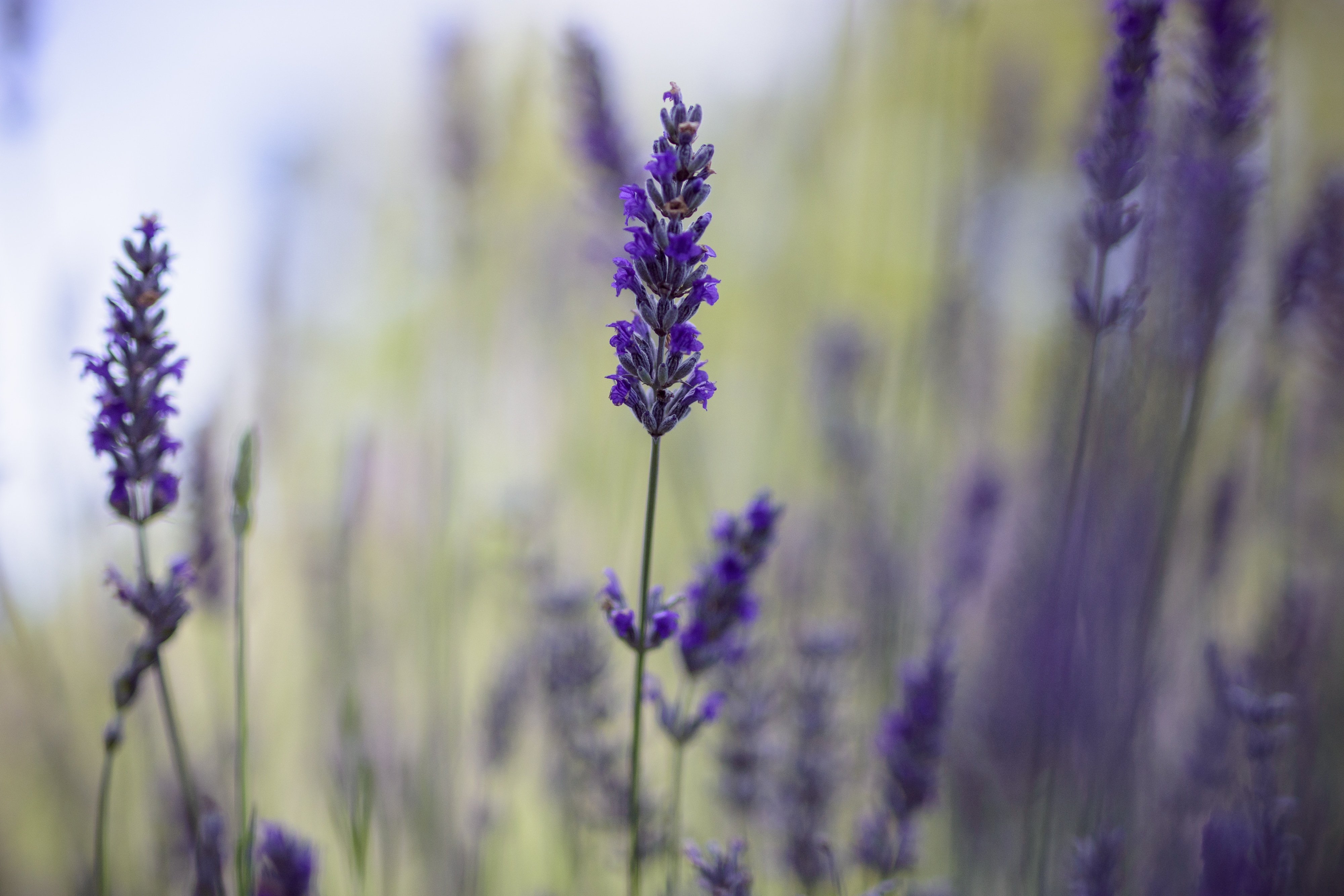 A close up of a stem of lavender with the rest of the plant blurred behind it.